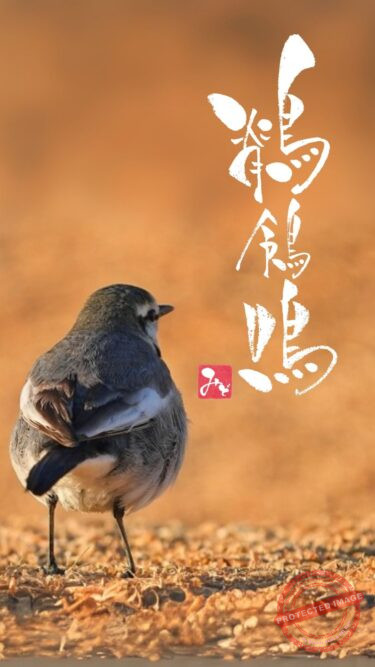 筆文字『鶺鴒鳴』